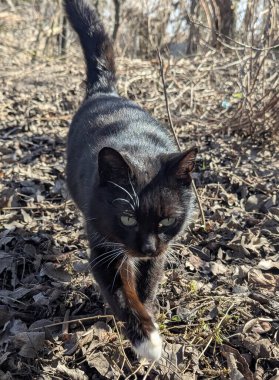 Siyah beyaz kedi güzel ve zariftir. Güneş neredeyse doğmak üzere. İlk bahar sıcaklığı, bahçenize yeni gelenlere işaret ediyor. Kıştan sonra bahar güneşinin tadını çıkar.