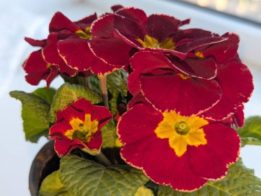 Dekoratif güzellik - Primula vulgaris çalısı Kahire F1 Burgundy koyu kırmızı renkli büyük çiçeklerle çiçek açar