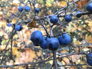Gölün yakınındaki açık bir çayırda orman dikeni. Parlak böğürtlenler olgunluğa ulaşır ve sonbaharın ikinci yarısında lezzet kazanır.