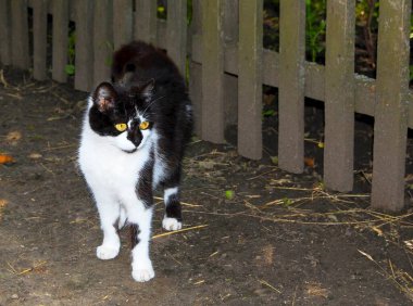 Kuyruğunu kıstırmış yetişkin bir kedi bahçede, çitin yanında duruyor. İlgiyle etrafa bakıyor, yazın bahçenin ve bahçenin çevresini inceliyor.