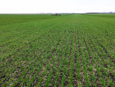 Bahar gökyüzünün altında, buğday tarlaları bitkilerin büyümesi ve gelişmesi için gereken oksijen, nem ve besinlerin kök sistemine erişimini güvence altına alarak ekinlerle ilgilenmeye devam ediyor.