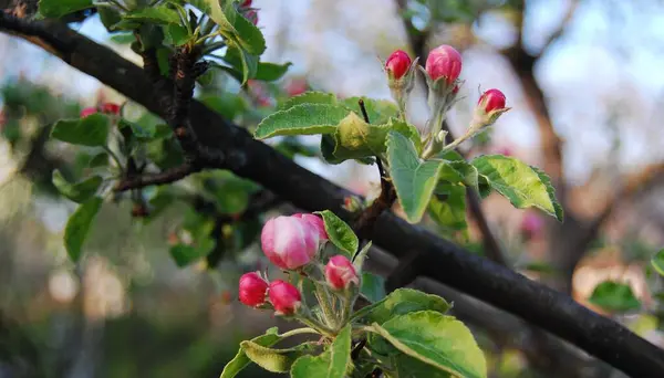Ilık ve parlak baharda bahçe renklerle canlanır. Ağaçlar çiçek açıyor. Fotoğrafta, bir elma ağacı yeniden doğmak üzere. Yapraklardan sonra, narin çiçekler ilk narin renklerinden zevk alırlar.