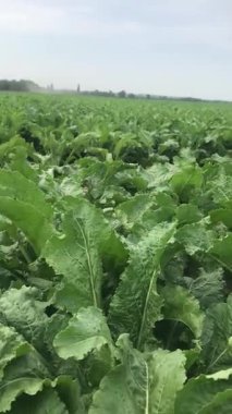 Tarlada şeker pancarı. Yazın ikinci yarısında güzel bir gökyüzü altında bitkiler iyi bir yaprak kütlesi kazanmıştı. Güzel bitkilerin ticari mahsullerinin kökleri şekilleniyor.