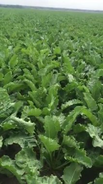 Tarlada şeker pancarı. Yazın ikinci yarısında güzel bir gökyüzü altında bitkiler iyi bir yaprak kütlesi kazanmıştı. Güzel bitkilerin ticari mahsullerinin kökleri şekilleniyor.