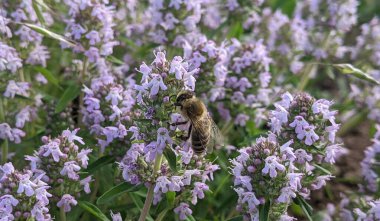 Bir arı kekik dallarında yaz nektarı toplar. Şehrin dışındaki yüksek bir tepede yetişiyor. Bölgenin geniş bozkırları.