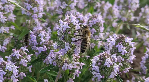 Bir arı kekik dallarında yaz nektarı toplar. Şehrin dışındaki yüksek bir tepede yetişiyor. Bölgenin geniş bozkırları.