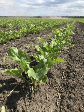 Şeker pancarı bitkileri. Yazın başlangıcında, büyümelerini arttırarak, gelecekteki şeker köklerinin tarlalarında yeni bir çift güzel yeşil yaprak üretiyorlar.