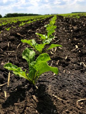 Şeker pancarı bitkileri. Yazın başlangıcında, büyümelerini arttırarak, gelecekteki şeker köklerinin tarlalarında yeni bir çift güzel yeşil yaprak üretiyorlar.