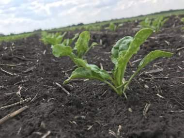 Şeker pancarı bitkileri. Yazın başlangıcında, büyümelerini arttırarak, gelecekteki şeker köklerinin tarlalarında yeni bir çift güzel yeşil yaprak üretiyorlar.