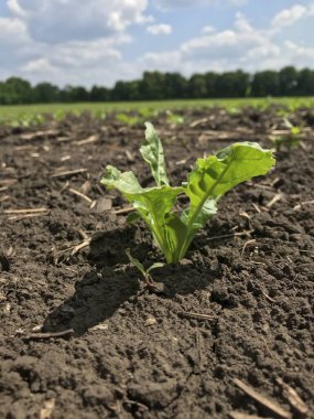 Şeker pancarı bitkileri. Yazın başlangıcında, büyümelerini arttırarak, gelecekteki şeker köklerinin tarlalarında yeni bir çift güzel yeşil yaprak üretiyorlar.