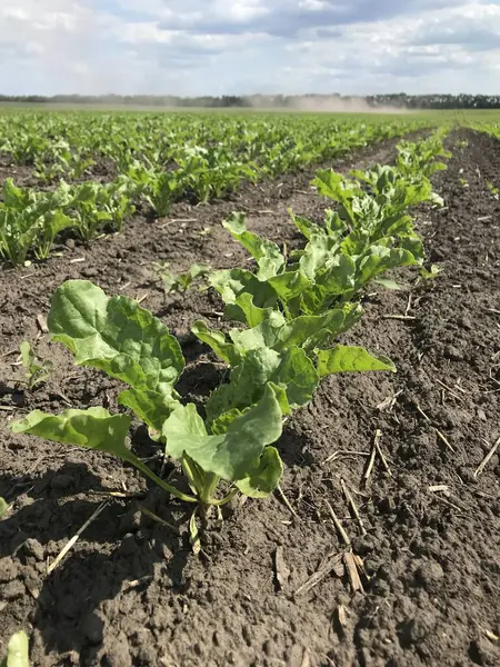 Şeker pancarı bitkileri. Yazın başlangıcında, büyümelerini arttırarak, gelecekteki şeker köklerinin tarlalarında yeni bir çift güzel yeşil yaprak üretiyorlar.