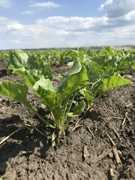 Şeker pancarı bitkileri. Yazın başlangıcında, büyümelerini arttırarak, gelecekteki şeker köklerinin tarlalarında yeni bir çift güzel yeşil yaprak üretiyorlar.