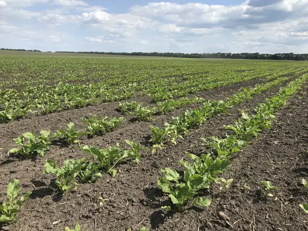 Şeker pancarı bitkileri. Yazın başlangıcında, büyümelerini arttırarak, gelecekteki şeker köklerinin tarlalarında yeni bir çift güzel yeşil yaprak üretiyorlar.