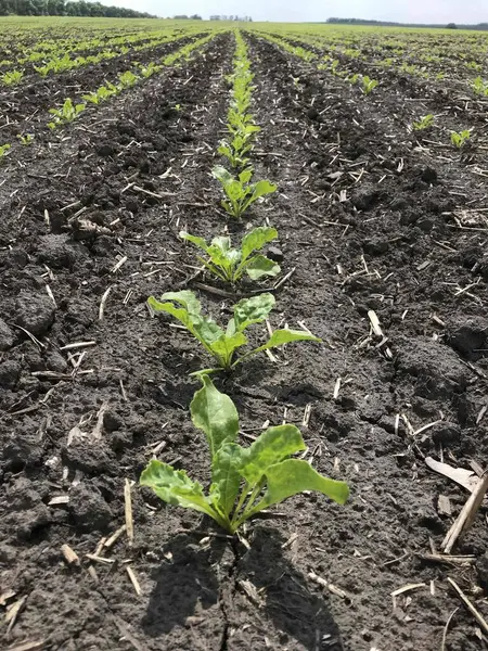 Şeker pancarı bitkileri. Yazın başlangıcında, büyümelerini arttırarak, gelecekteki şeker köklerinin tarlalarında yeni bir çift güzel yeşil yaprak üretiyorlar.