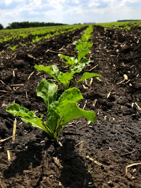 Şeker pancarı bitkileri. Yazın başlangıcında, büyümelerini arttırarak, gelecekteki şeker köklerinin tarlalarında yeni bir çift güzel yeşil yaprak üretiyorlar.