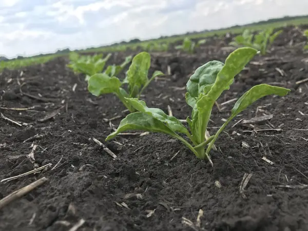 Şeker pancarı bitkileri. Yazın başlangıcında, büyümelerini arttırarak, gelecekteki şeker köklerinin tarlalarında yeni bir çift güzel yeşil yaprak üretiyorlar.