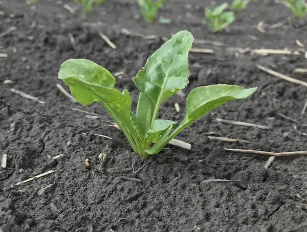 Şeker pancarı bitkileri. Yazın başlangıcında, büyümelerini arttırarak, gelecekteki şeker köklerinin tarlalarında yeni bir çift güzel yeşil yaprak üretiyorlar.