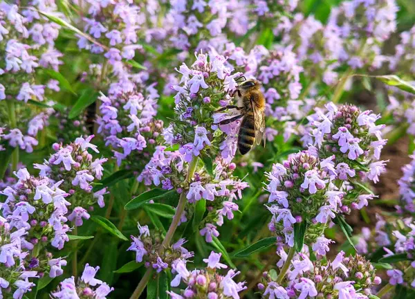 Geniş bir çayırda, küçük mavi çiçekli büyük parlak bitkiler dikkat çeker. Bu da çiçekli kekik. Arılarla döllenmiş