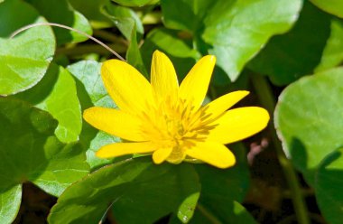 İlk parlak bahar çiçekleri ve sarı çiçekler - bahar çiçeği ya da düğün çiçeği olarak da bilinir - düğün çiçeği familyasından tıbbi ve zehirli bitkiler oldukları doğrulanmıştır.