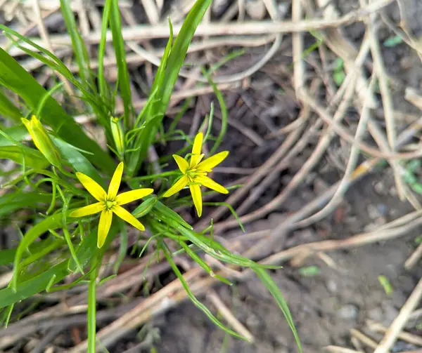 Vahşi çiçekler - ilk küçük sarı yıldızlar evi süsler, dekoratif alanda - çiçek bahçesi. İlk bahar güneşini ve karakteristik bulutlu gökyüzünü sevinçle karşılarlar.