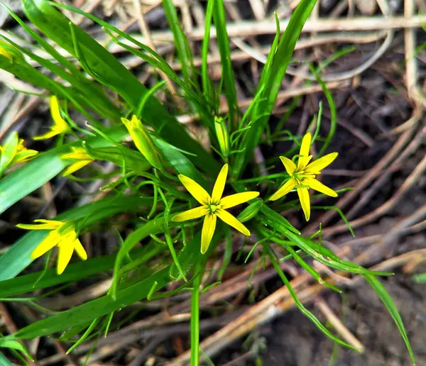 Vahşi çiçekler - ilk küçük sarı yıldızlar evi süsler, dekoratif alanda - çiçek bahçesi. İlk bahar güneşini ve karakteristik bulutlu gökyüzünü sevinçle karşılarlar.
