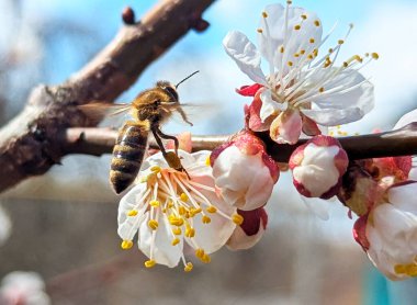Çalışkan bir arı çiçekten çiçeğe uçar meyve ağaçlarını tozlaştırmak için bir bahçede.