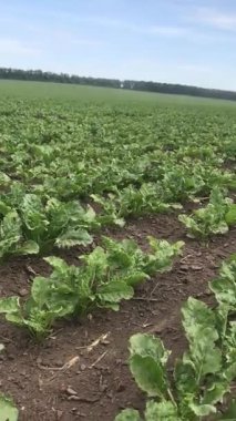 Yaz tarlalarında video yolculuğu. Güzel bir şeker kamışı sırası mavi uçsuz bucaksız gökyüzünün altında büyür. Rüzgarın ve bulutların gök gürültüsünün tadını çıkarıyor. Parlak yeşil yapraklı bir kütle büyür.