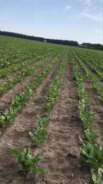 Yaz tarlalarında video yolculuğu. Güzel bir şeker kamışı sırası mavi uçsuz bucaksız gökyüzünün altında büyür. Rüzgarın ve bulutların gök gürültüsünün tadını çıkarıyor. Parlak yeşil yapraklı bir kütle büyür.