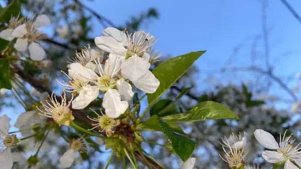 Kırmızı kiraz çiçekleri çiçek açıyor. Cömert bahar mevsimi güneş ışığı ve sıcaklık getirir. Bahçelerimiz ya da şehirlerdeki süslü meyve tarlalarımız bahar çiçekli güzelliklerle dolup taşıyor.