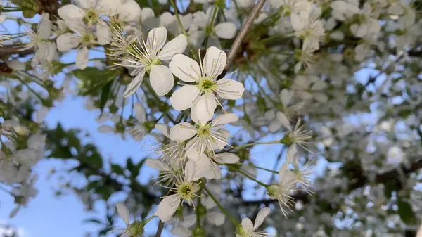 Kırmızı kiraz çiçekleri çiçek açıyor. Cömert bahar mevsimi güneş ışığı ve sıcaklık getirir. Bahçelerimiz ya da şehirlerdeki süslü meyve tarlalarımız bahar çiçekli güzelliklerle dolup taşıyor.