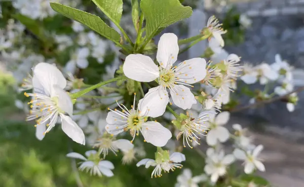 Kırmızı kiraz çiçekleri çiçek açıyor. Cömert bahar mevsimi güneş ışığı ve sıcaklık getirir. Bahçelerimiz ya da şehirlerdeki süslü meyve tarlalarımız bahar çiçekli güzelliklerle dolup taşıyor.