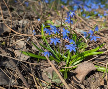 Ormandaki küçük, kırılgan kar damlaları. İlk bahar güneşinin tadını çıkarıyorum, ılık bir esinti. Parlak mavi çiçeklerini açtılar. Utanarak başlarını kaldırmazlar.