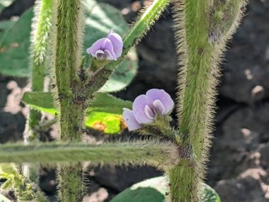 Soya fasulyelerinde yaz başında küçük çiçekler belirir. Nakit mahsulü daha sonra büyür, çiçek açar ve soya fasulyesi içeren kabuklar oluşturur.