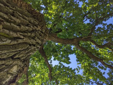 Yazın büyük bir meşe ağacının altında. Yerden bak. Doğanın muazzam büyüklüğü ve gücü, yarattıkları botanik bahçesi bitkilerinin bir parçası.