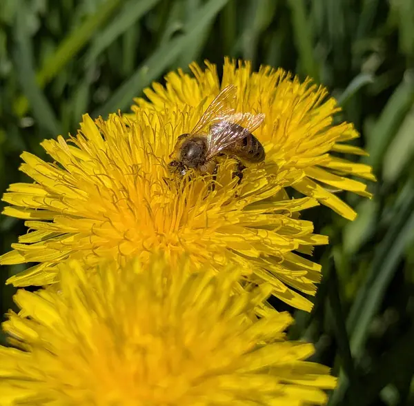Arılar parlak bahar çiçeklerinin kokusundan etkilenirler. Sarı karahindiba çiçekleri otları süsler. Arılar çiçeklerin tozlaşmasını sağlar, ılık bahar güneşi ve açık gökyüzünün altındaki çiçeğin derimsi puluna dokunurlar.