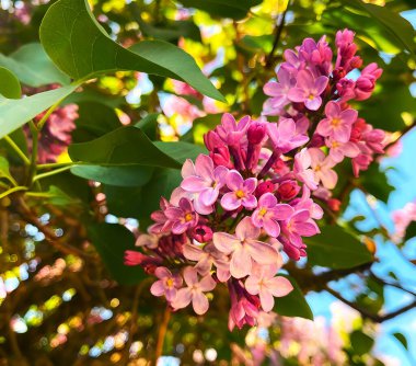 Leylak. Bu bahar, büyük ve genç çalılar beyaz ve kırmızı leylak güzel çiçek açıyor. Yollar boyunca, özel mülklerde ve bahçelerde bozkırlarda ve dekoratif alanlarda. Leylak doğal yaşam dekorunun ayrılmaz bir unsurudur.