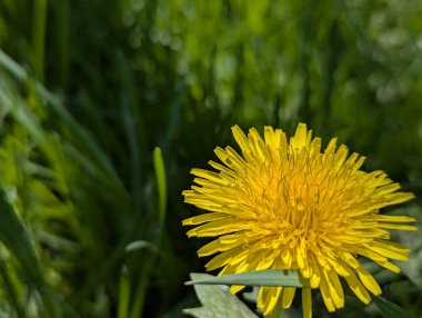 Baharda karahindibanın parlak sarı renkleri. Çayırlardaki, ormanlardaki, şehirlerdeki ve köylerdeki çeşitli çiçek ve bitkiler arasında karahindibalar her yerde yetişir. Güneşli gölgeleriyle farklı şekillerde öne çıkıyorlar.