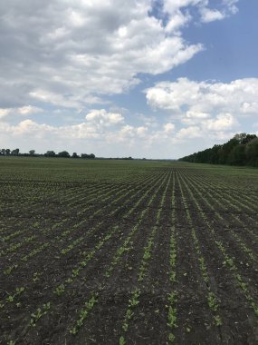 Bahar sıralarında şeker pancarı. Şakacı bir gökyüzü altında, tarım hizmeti şeker pancarı hasadıyla ilgilenir. Uçsuz bucaksız tarla, sıra sıra pancar bitkileri ufuk çizgisine kadar uzanıyor.