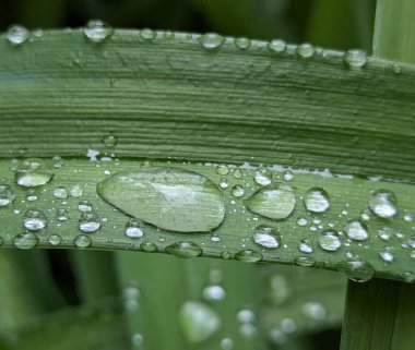 Bir süre geniş ya da uzun bitki yapraklarının üzerinde kalan bahar yağmurları. İlkbaharda bitkiyi besleyen vahşi ya da süs çiçekleri, ekinlerin aktif büyümesi