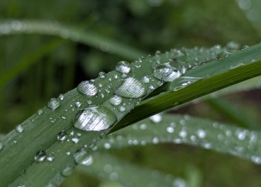 Bir süre geniş ya da uzun bitki yapraklarının üzerinde kalan bahar yağmurları. İlkbaharda bitkiyi besleyen vahşi ya da süs çiçekleri, ekinlerin aktif büyümesi