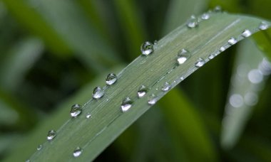 Bir süre geniş ya da uzun bitki yapraklarının üzerinde kalan bahar yağmurları. İlkbaharda bitkiyi besleyen vahşi ya da süs çiçekleri, ekinlerin aktif büyümesi