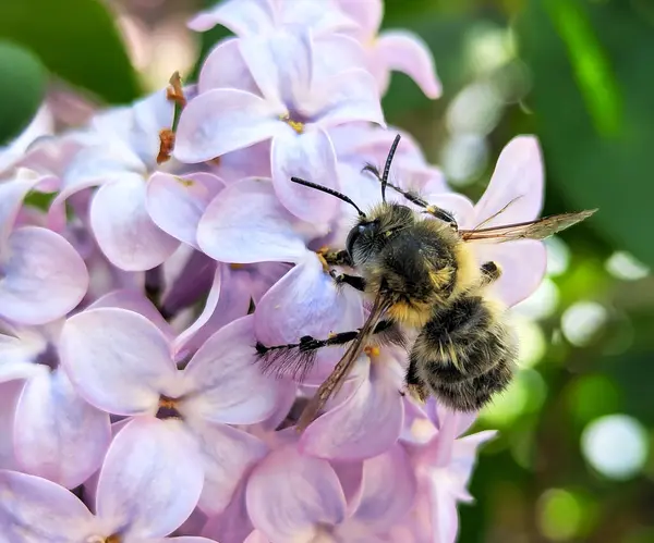 Arı nektarı güzelce topluyor - leylak dolgusunu tozlaştırıyor. Çiçekler ılık bahar havasında, aydınlık günlerde ve hoş bulutlu gökyüzünde güzel bir şekilde açıldı.