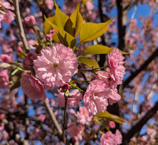 Sakura ağacının çiçekleri şehirlerdeki ve köylerdeki dekoratif alana benzersizlik ve romantizm katar. Yıl başında bahar dönemini tazelerler.