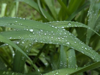 Bir çiçek tarhının geniş ya da dar yapraklarında ılık bir bahar yağmurundan sonra, bir bahçede ya da çiçek yataklarında, yapraklar şeffaf toplarda nem damlacıkları toplarlar.