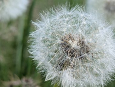 Karahindiba sepeti. Doğal alanlarda, çiçek yataklarında, yol kenarlarında parlak çiçeklenmeden sonra karahindiba bitkisi tohumların olgunlaştığı bir sepet oluşturur. Tohumlar rüzgâr tarafından uzaklara savruldu.