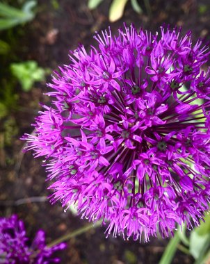 Bu yıl, ilk defa Aflatun soğanından güzel parlak çiçekler aldık, ya da Hollanda Mor Sansasyonu, çiçek bahçesinde. Parlak bir bahar sepeti ve parlak küçük çiçekler.