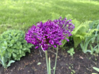 Bu yıl, ilk defa Aflatun soğanından güzel parlak çiçekler aldık, ya da Hollanda Mor Sansasyonu, çiçek bahçesinde. Parlak bir bahar sepeti ve parlak küçük çiçekler.