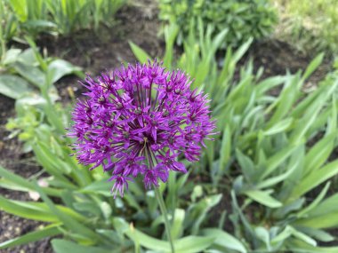 Bu yıl, ilk defa Aflatun soğanından güzel parlak çiçekler aldık, ya da Hollanda Mor Sansasyonu, çiçek bahçesinde. Parlak bir bahar sepeti ve parlak küçük çiçekler.