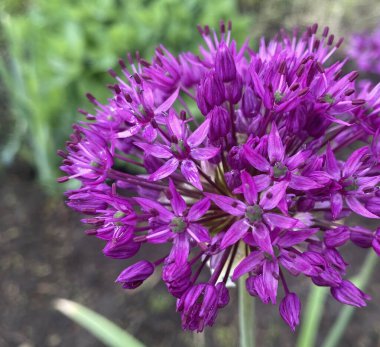 Bu yıl, ilk defa Aflatun soğanından güzel parlak çiçekler aldık, ya da Hollanda Mor Sansasyonu, çiçek bahçesinde. Parlak bir bahar sepeti ve parlak küçük çiçekler.