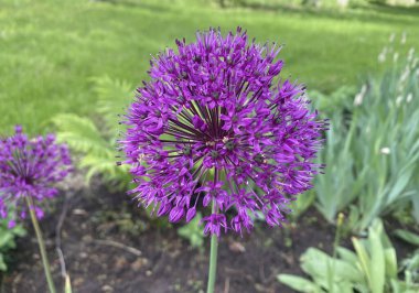 Bu yıl, ilk defa Aflatun soğanından güzel parlak çiçekler aldık, ya da Hollanda Mor Sansasyonu, çiçek bahçesinde. Parlak bir bahar sepeti ve parlak küçük çiçekler.